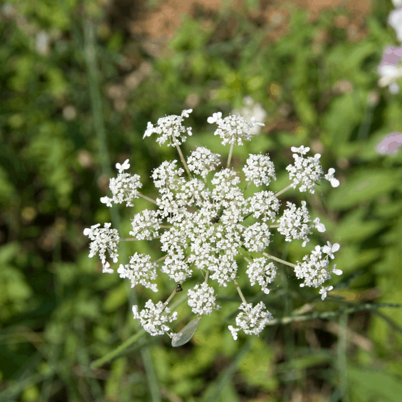 Queens ann lace flowered blossom