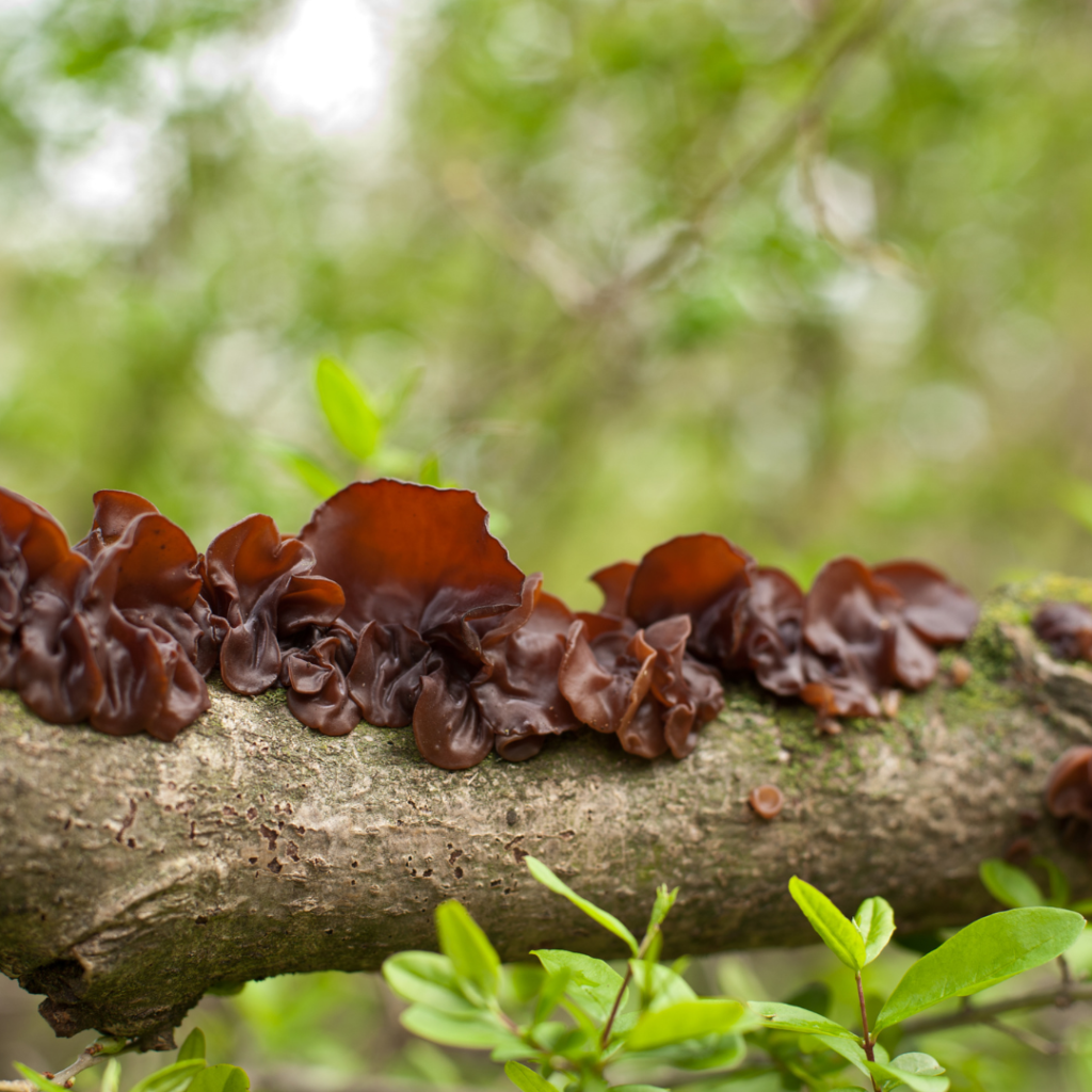 What Are Wood Ear Mushrooms?