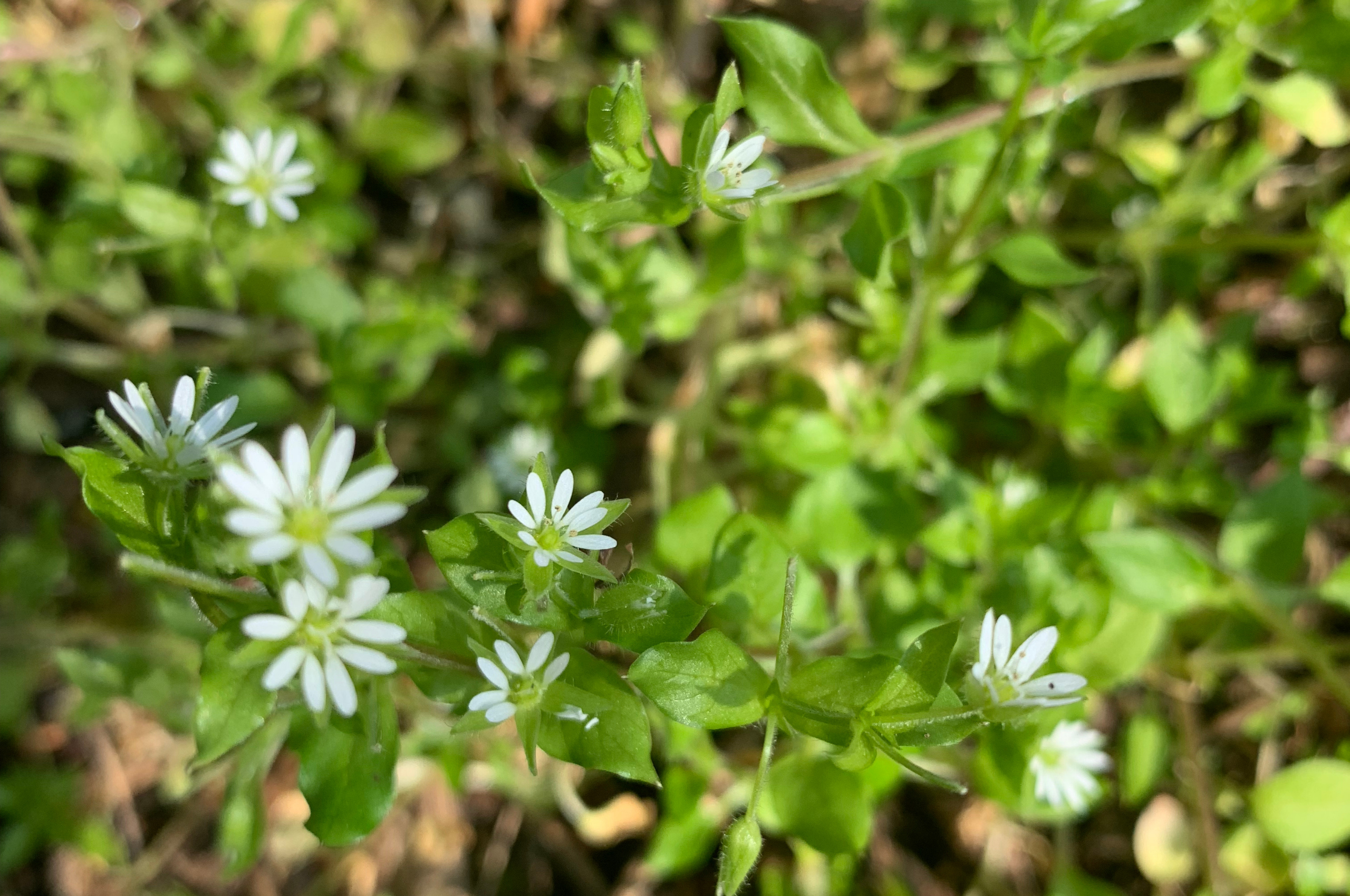 Foraging for Chickweed