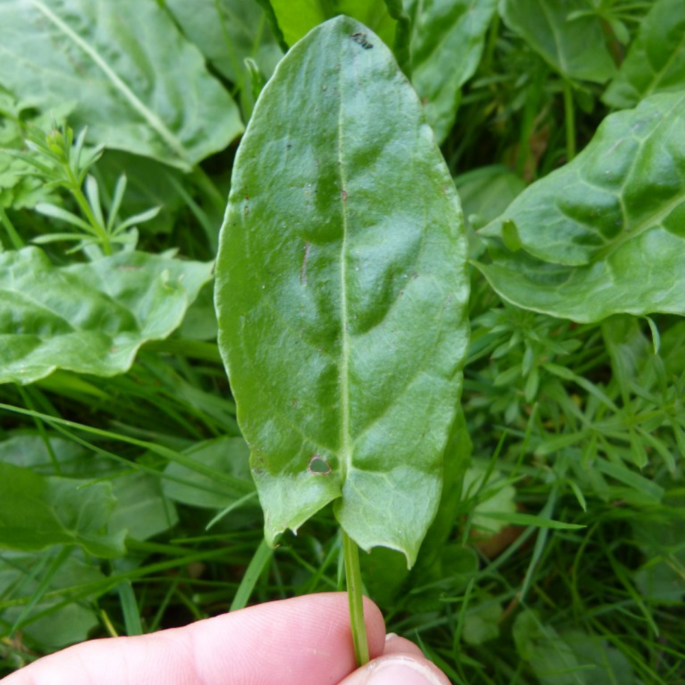 Foraging for Common Sorrel