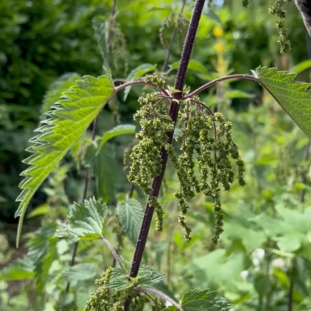 Foraging for Nettle Seeds