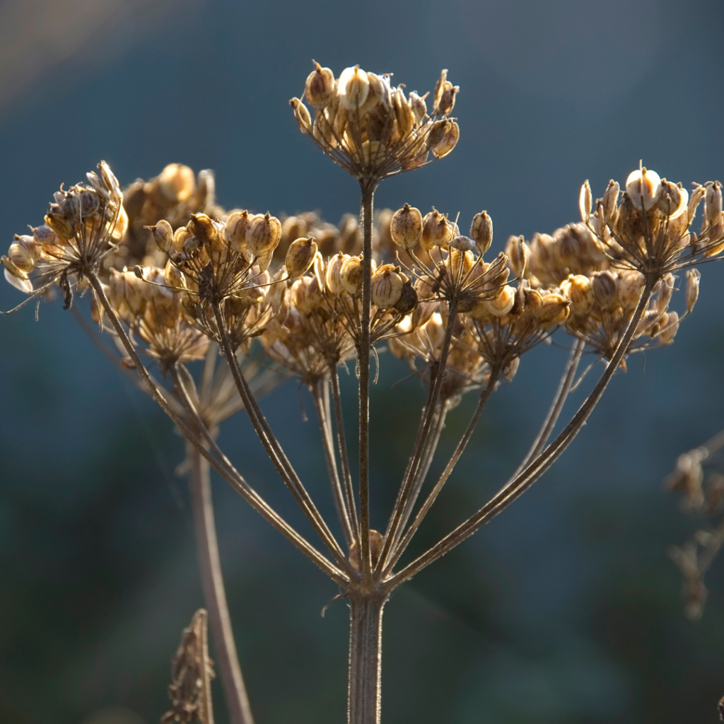 common hogweed seeds