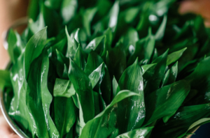 How to forage for Wild Garlic in Spring