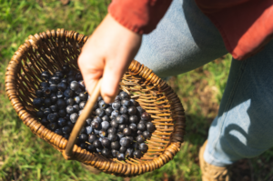 Our Guide to Foraging Sloe Berries