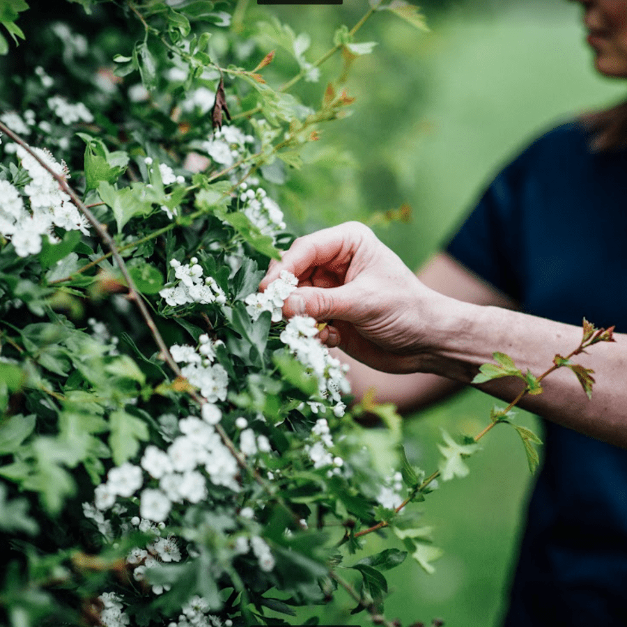 Picking Hawthorn Blossom. Using wild ingredients for Wild Italian Cooking