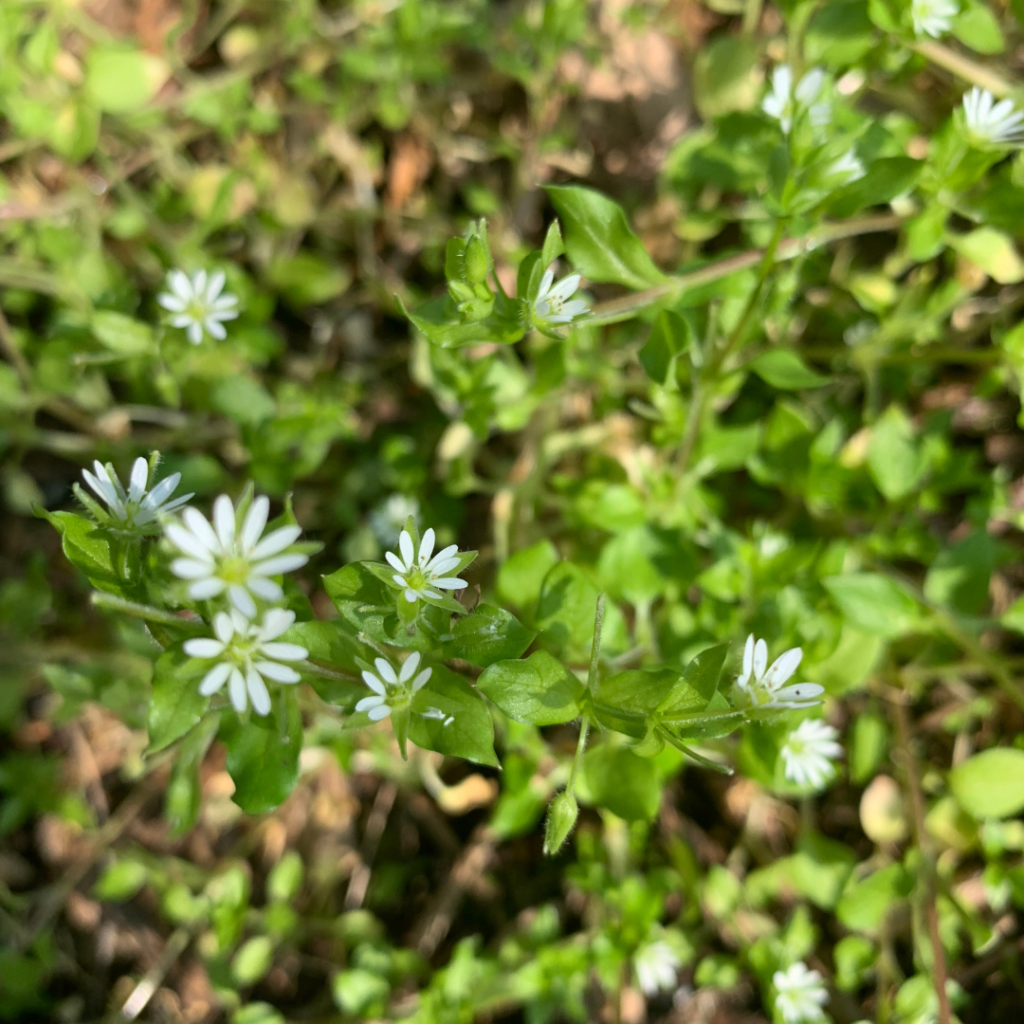 Foraging for chickweed