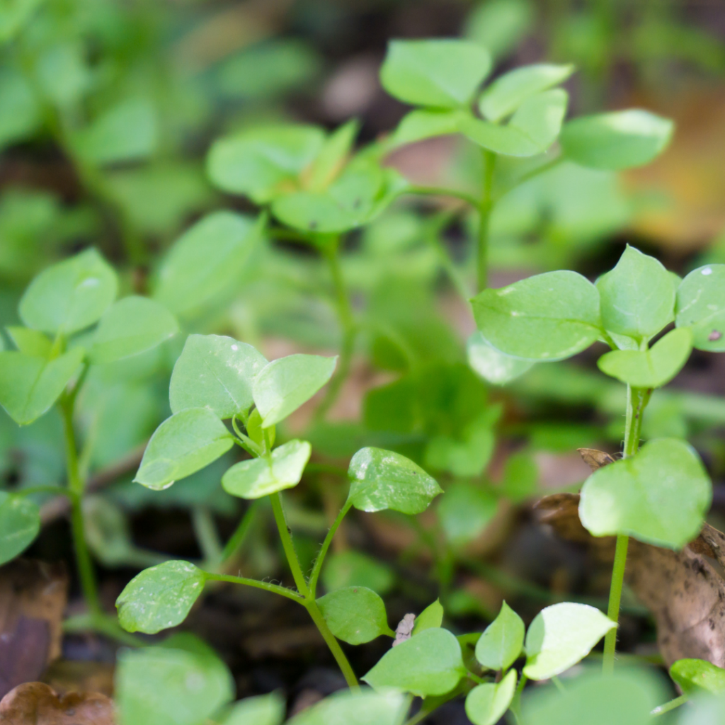 Foraging for Chickweed